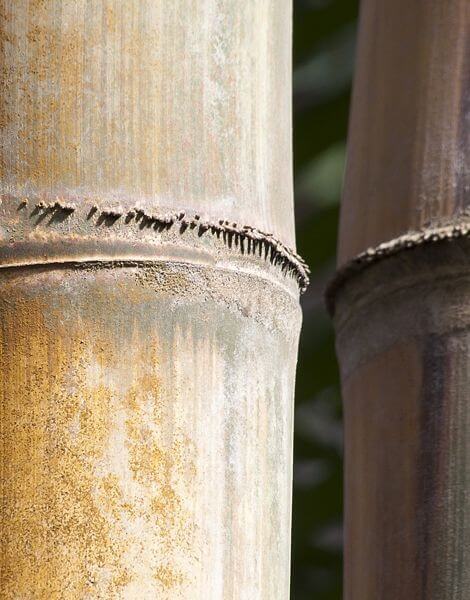 Armée de terre cuite